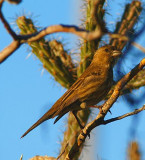 Female House Finch