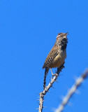 Cactus Wren #4