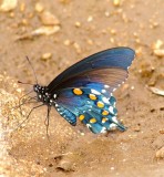 Pipevine Swallowtail