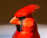 Northern Cardinal #7
