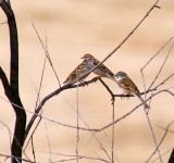 White-crowned Sparrow #2