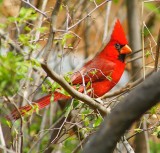 Northern Cardinal #8