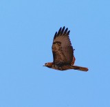 Coppers Hawk #2