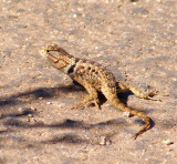 Desert Spiny Lizard