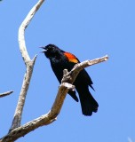 Red-winged Blackbird