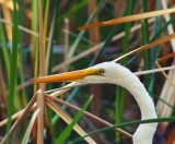 Great Egret