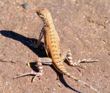 Zebra Tailed Lizard