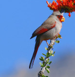Pyrrhuloxia  #3