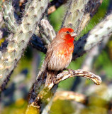 House Finch #8