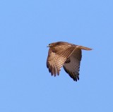 Coopers Hawk #3