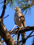 Coopers Hawk #4