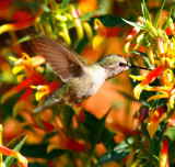 Black-chinned Hummingbird #5