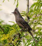 Phainopepla #2  (fay-no-PEP-la)