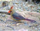 Female Northern Cardinal #3