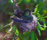 Black -chinned Humming Bird #6