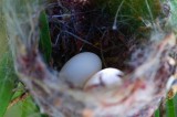 Black-chinned Hummingbird Eggs