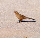 Aberts Towhee
