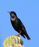 European Starling #2