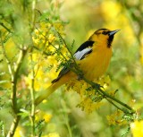 Hooded Oriole #2