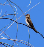 Northern Rough Winged Swallow