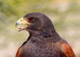 Harriss Hawk #2