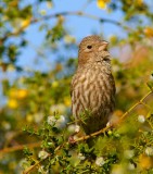Female House Finch #2