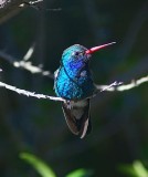 Broad-Billed Hummingbird