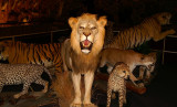 Museum #3