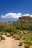 Sabino Canyon #8