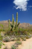 Sabino Canyon #10