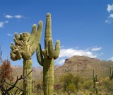 Sabino Canyon #12