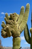 Sabino Canyon #14
