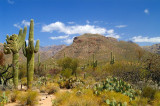 Sabino Canyon #15