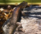 Desert Spiney Lizard