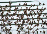 Western Sandpiper #1