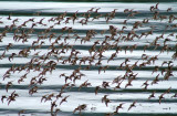 Western Sandpiper #2