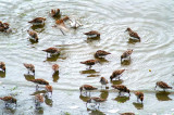 Western Sandpiper #4
