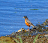 American Robin #1