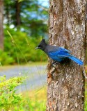 Stellers Jay #4