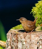 Winter Wren