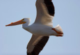 IMG_3424-1.jpg