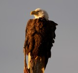 IMG_4055.jpg