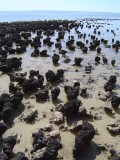 Stromatolites - oldest life form on earth.JPG