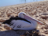 Pelicans at Monkey Mia (2).JPG