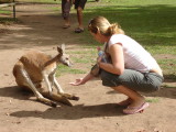 Feeding Kangaroo - god not more food!.JPG