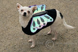 Butterfly Chihuahua