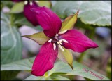 Red or NoddingTrillium