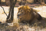 Lion Park Visit