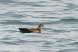 Petrel, Swinhoe's Storm @ Straits of Singapore