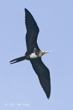 Frigatebird, Christmas Island @ Straits of Singapore